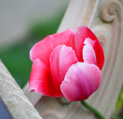 Photos of pink bright tulips - 595306566
