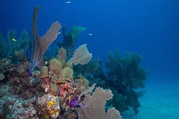 Mesoamerican reef