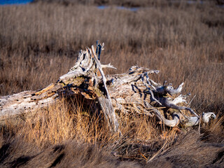 New Hampshire Great Bay Driftwood