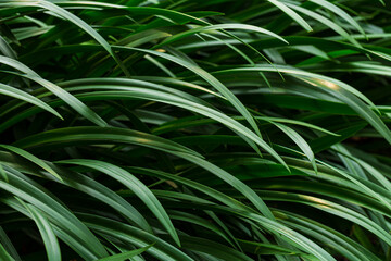 Tropical green monstera and palms leaf background