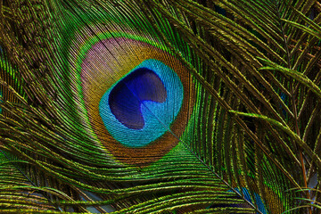 macro peacock feathers,Close up of a Peacock feather filling the frame
