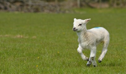 lamb playing in the field