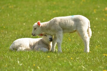 lamb in the field