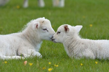 cute lambs in the field