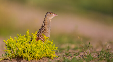 Corn crake - male bird at a meadow in the beginning of the summer