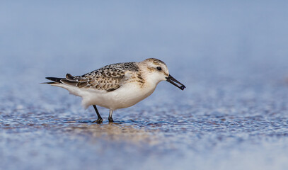 Sanderling - at the sea shore on autumn migration way