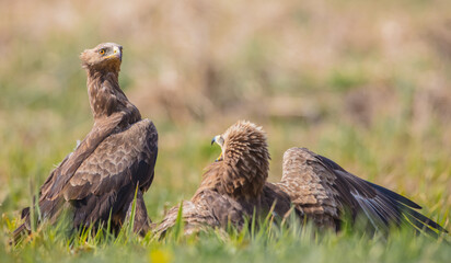 Lesser spotted eagle - pair of birds in spring
