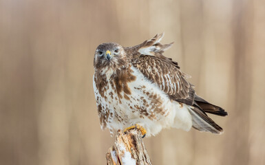 Common Buzzard in early spring at a wet forest