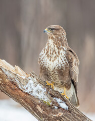 Common Buzzard in early spring at a wet forest