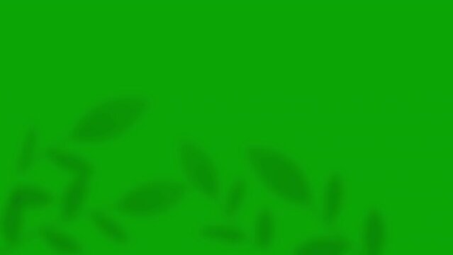 Plant Shadow on a green screen. Boho-style plant shadow. Abstract, minimalist background with Plant silhouettes. 4K video