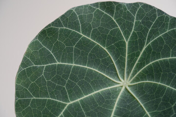 Stephania Nova (Kaweesakii) caudex plant leaf close up in isolated white background