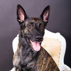 Dutch shepherd dog sitting in the chair in a studio