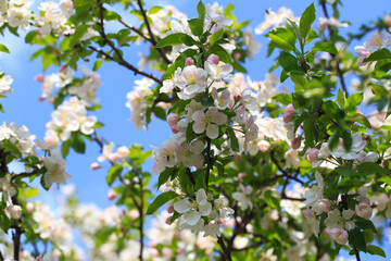 Blooming apple tree in the spring garden. Natural texture of flowering. Close up of white flowers on a tree. Against the blue sky