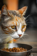 an orange - white cat eating cat food from a gray metal like bowl