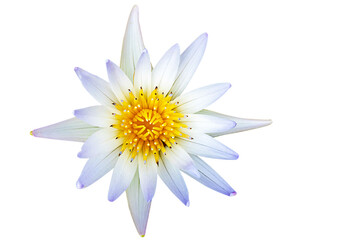 Bright white lotus flower on white background. PNG