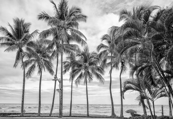 Coconut Palm Trees Growing on a Sand Beach in Hawaii.