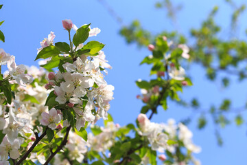 Blooming apple tree in the spring garden. Natural texture of flowering. Close up of white flowers on a tree. Against the blue sky