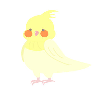 可愛いオカメインコ