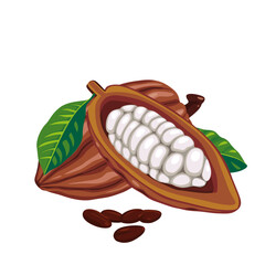 Fresh Dark red cocoa pods with half sliced and beans isolated on white background.perfect for wallpaper or design elements