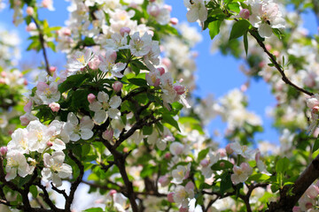 Blooming apple tree in the spring garden. Natural texture of flowering. Close up of white flowers on a tree. Against the blue sky