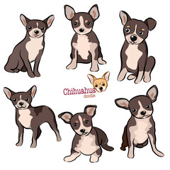 Hand drawn set of Chihuahua doodle. Vector illustration on white background.
