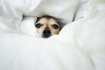 Fototapeta na wymiar pet comfort, small dog sleeping in bed, cute puppy is warming under the blanket in winter in bed