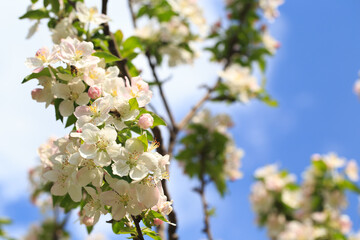 Blooming apple tree in the spring garden. Natural texture of flowering. Close up of white flowers on a tree. Against the blue sky
