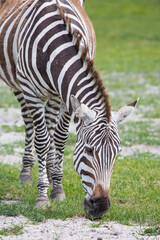 Fototapeta na wymiar Grant's zebra on the grass field in nature