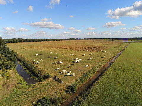 white cows in the pasture surrounded by trees, shot through a drone