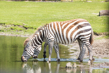 Fototapeta na wymiar Grant's zebra drinking water in nature