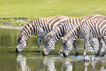 Grant's zebra drinking water in nature