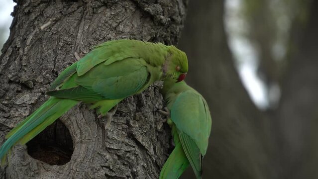 Two green parrots in front of their nest in a tree