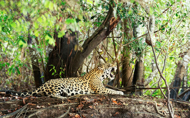 Jaguar yawning on a river bank in natural habitat