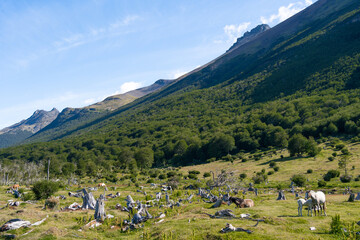 Fototapeta na wymiar Vista desde el Ferrocarril Austral del Parque Nacional Tierra de Fuego, Ushuaia Argentina. 
