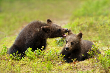 European brown bear cubs playing in a forest