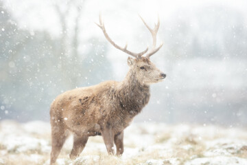 Red deer stag in the falling snow in winter