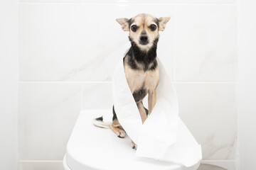 dog sitting on the toilet, pet digestive problems, dog diarrhea