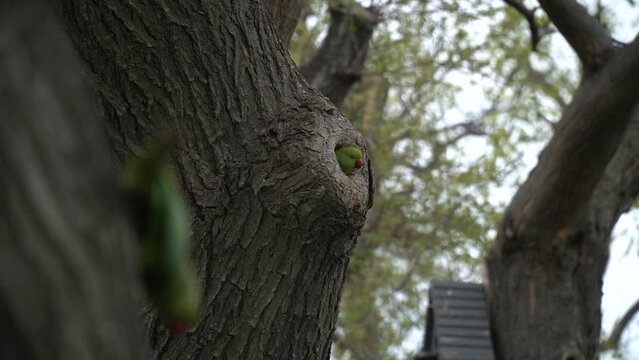 Two green parrots in front of their nest in a tree