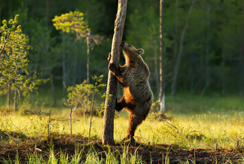 Eurasian Brown bear climbing a tree by a pond