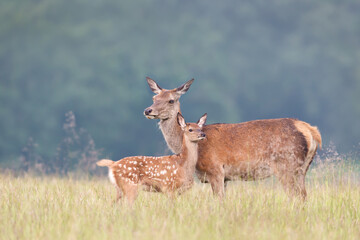 Cute Red deer calf standing close to mama in a meadow