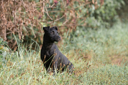 Young Patterdale terrier  also called Fell terrier.