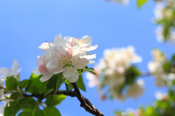 Blooming apple tree in the spring garden. Natural texture of flowering. Close up of white flowers on a tree. Against the blue sky