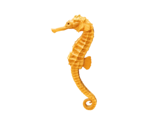 Mummified Sea Horse (seahorse) isolated PNG transparent