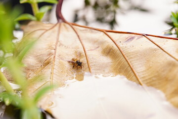 Anthophila drinking water on dry leaves.