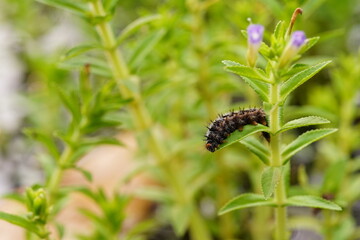 The caterpillar is eating the top of the vegetable.