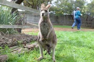 The beauty of kangaroo
