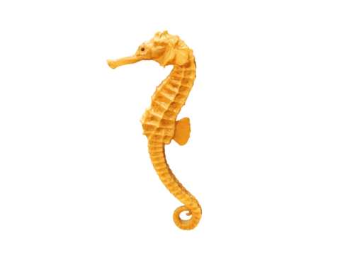 Mummified Sea Horse (seahorse) isolated PNG transparent