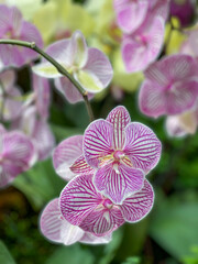 Orchid in full Bloom:  Moth Orchid, Phalaenopsis at indoor garden