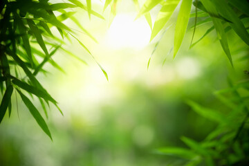 Beautiful Bamboo nature view of green leaf on blurred greenery background in garden and sunlight with copy space using as background natural green plants landscape, ecology, fresh wallpaper concept.