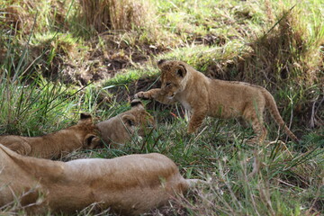 Naklejka na ściany i meble Cute lion cub agrresively attacks and bites his two siblings